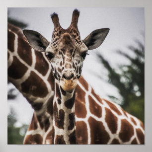 Poster Tête de girafe Tirage de fourrure de girafe Animal