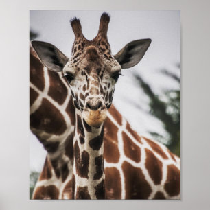 Poster Tête de girafe Tirage de fourrure de girafe Animal