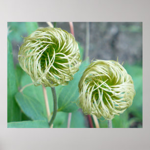 Poster Tête de graines de Clematis