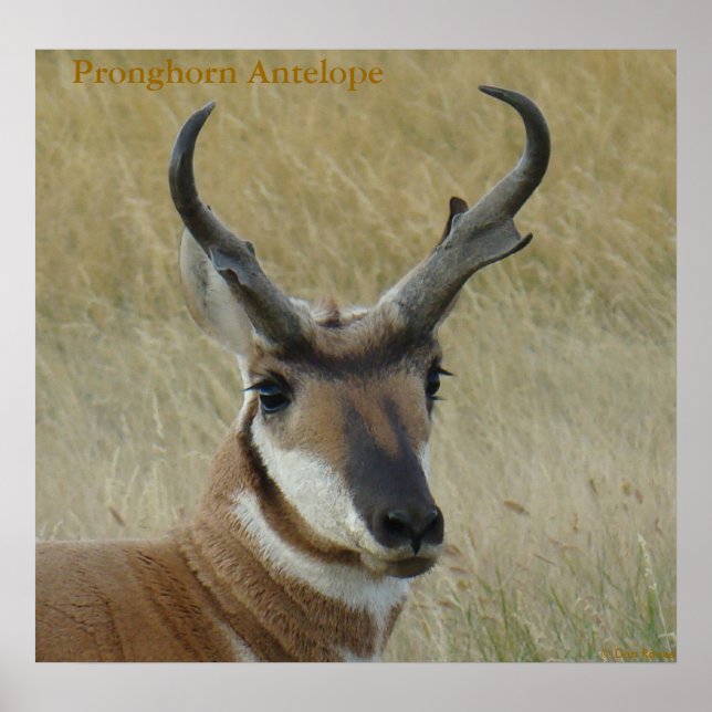 Poster Tête de gros buck d'antilope pronghorn A5 (Devant)