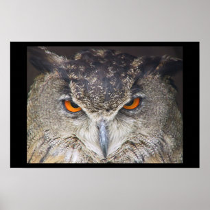Poster Tête de hibou