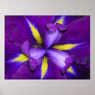 Poster Tête de lion