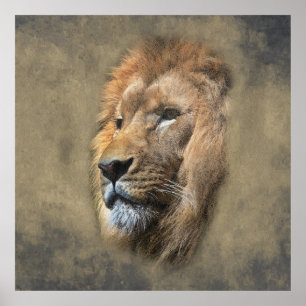 Poster Tête de lion