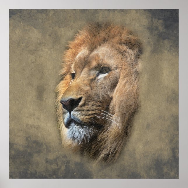 Poster Tête de lion (Devant)