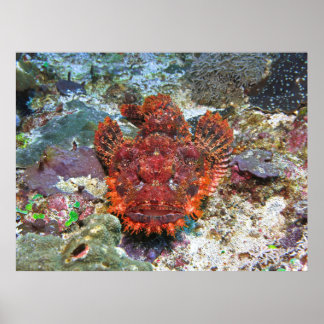 Poster Tête de poisson
