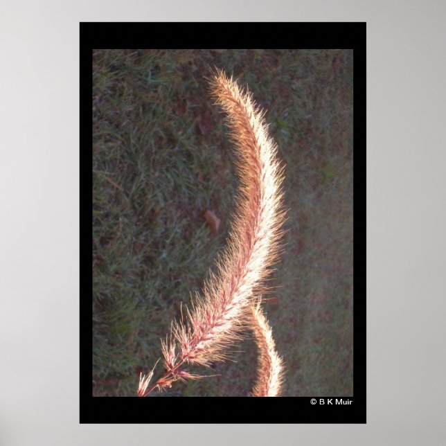 Poster - Tête de semence en herbe ornementale (Devant)