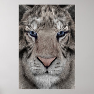 Poster Tête de Tigre Blanc Esthétique Faunique