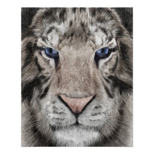 Poster Tête de Tigre Blanc Esthétique Faunique