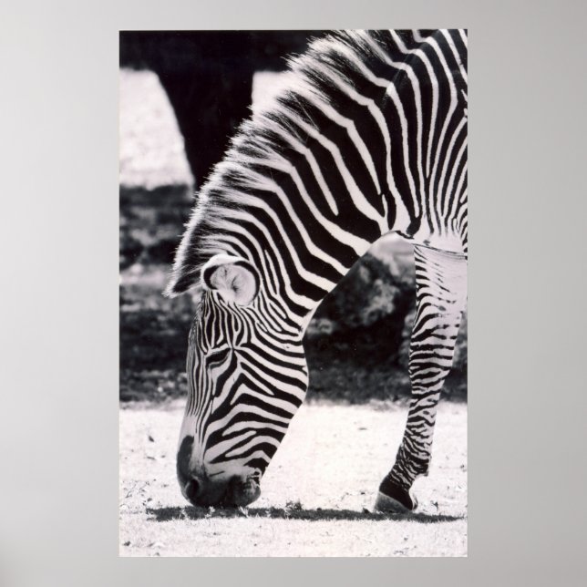 Poster Tête de zèbre - noir et blanc (Devant)