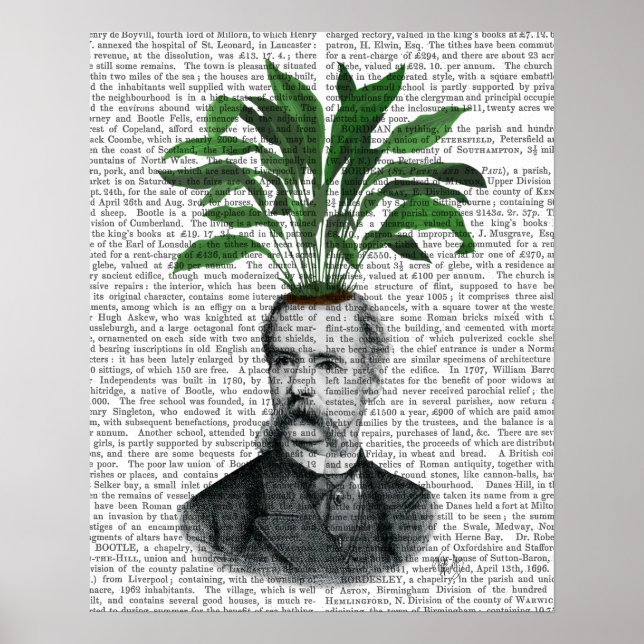 Poster Tête du Plante Aspidistra (Devant)