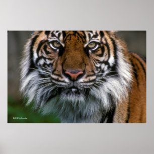 Poster Tête et visage de tigre