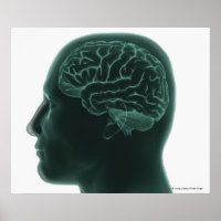 Tête humaine en profil montrant le cerveau