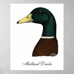 Poster Tête Mallard Drake