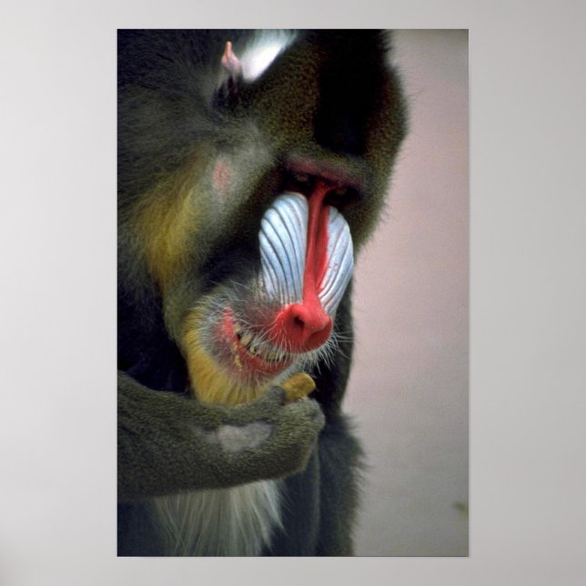 Poster Tête Mandrill (Devant)