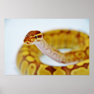 Poster Tête Python à bille jaune