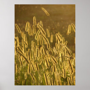 Poster Têtes de graines d'herbe au coucher du soleil