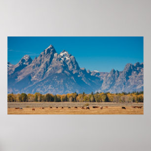 Poster Teton grand