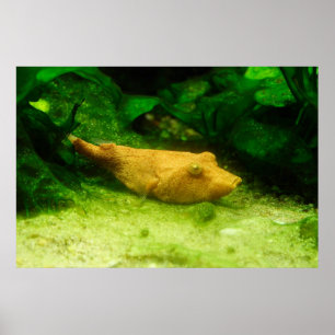 Poster Tetraodon miurus
