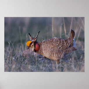 Poster Tétras des prairies, Tympanuchus