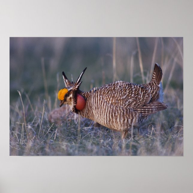 Poster Tétras des prairies, Tympanuchus (Devant)