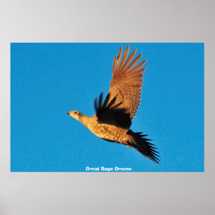 Poster Tétras sagebrush