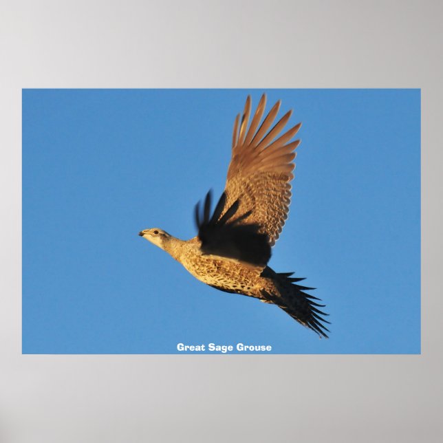 Poster Tétras sagebrush (Devant)