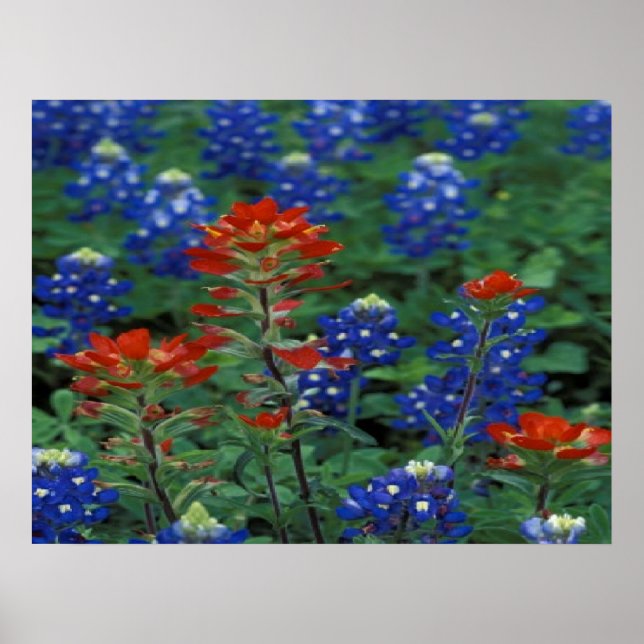 Poster Texan Bluebonnets & Paintbrush Flowers Art Imprime (Devant)