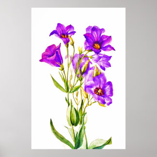 Poster Texas Bluebells Eustoma Russellianum