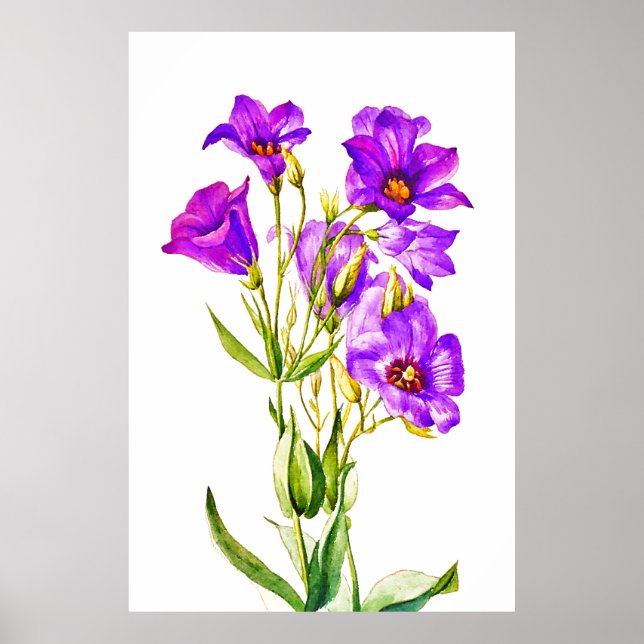 Poster Texas Bluebells Eustoma Russellianum (Devant)