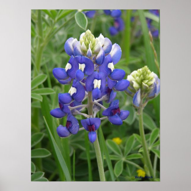 Poster Texas Bluebonnet (Devant)