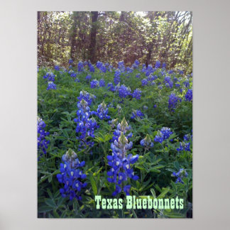 POSTER TEXAS BLUEBONNETS
