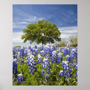 Poster Texas bluebonnets (lupinus texensis) et chêne