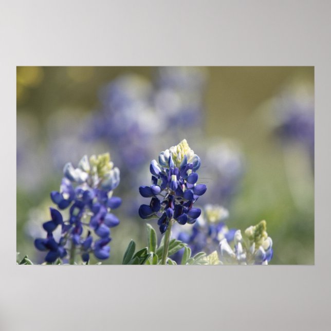 Poster Texas Bluebonnets série photo #7 (Devant)