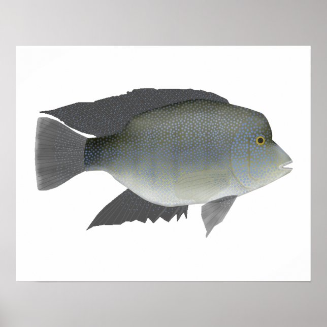 Poster Texas Cichlid (Devant)
