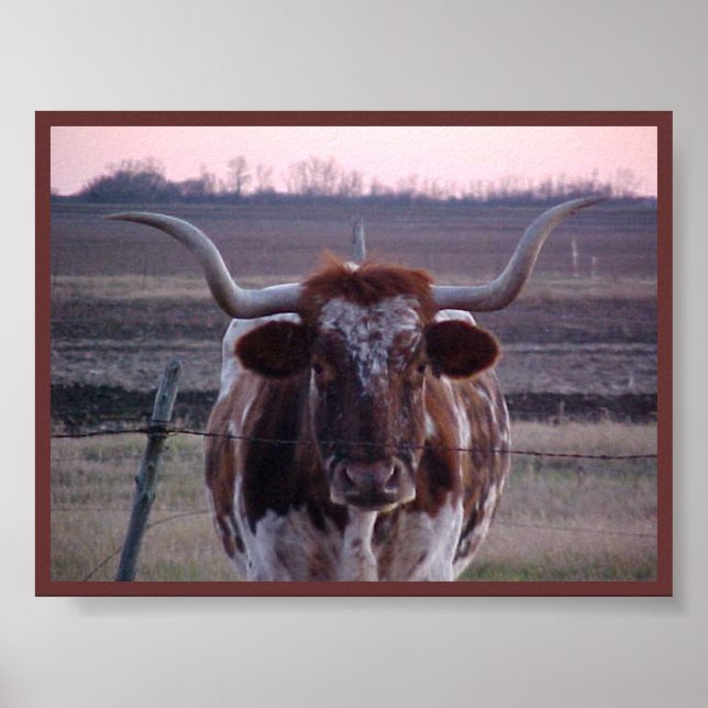 Poster Texas Longhorn (Devant)