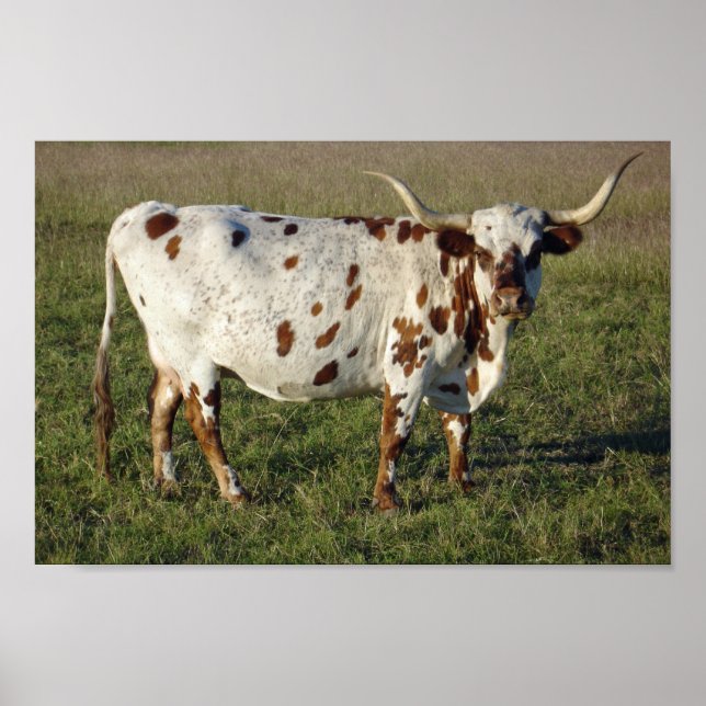 Poster Texas Longhorn (Devant)