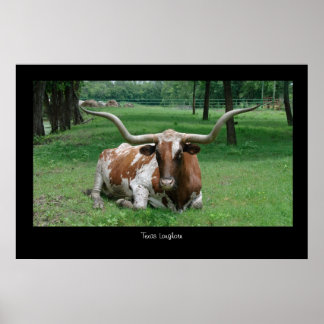 Poster Texas Longhorn Imprimer