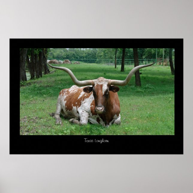 Poster Texas Longhorn Imprimer (Devant)