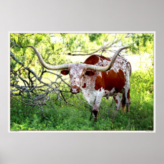 Poster Texas Longhorn Steer