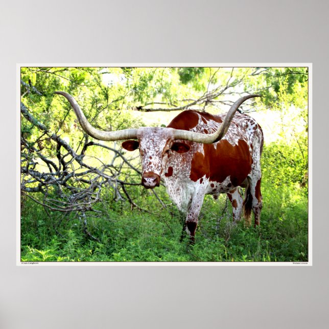 Poster Texas Longhorn Steer (Devant)