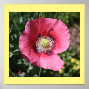 Poster Texas Pink Skullcap Imprimer II