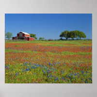 Texas, Texas Hill Country, Castilleja indivisa