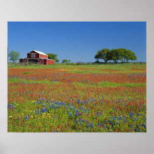 Poster Texas, Texas Hill Country, Castilleja indivisa