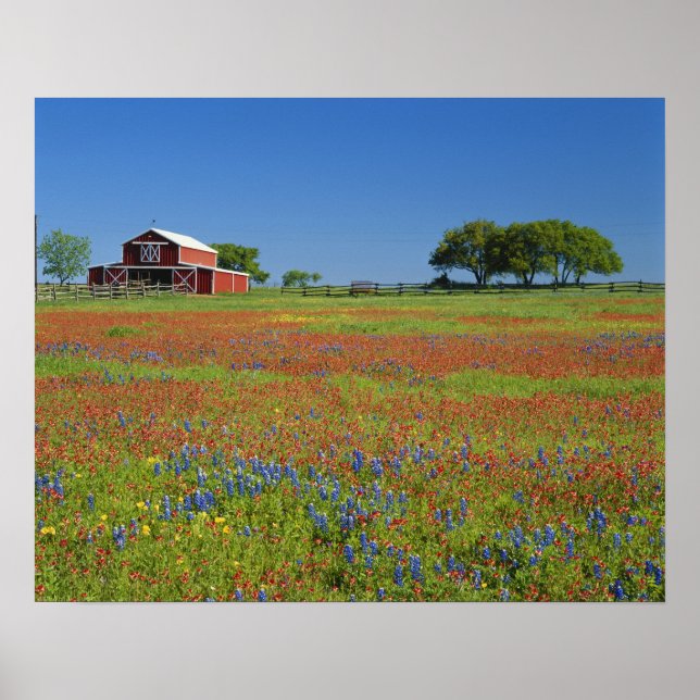 Poster Texas, Texas Hill Country, Texas pinceau (Devant)
