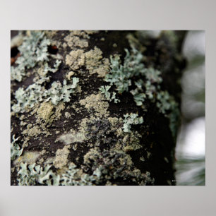 Poster Texture and pattern of lichens on tree trunk