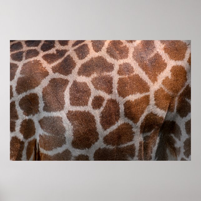 Poster Texture de peau de girafe (Devant)