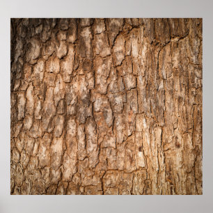 Poster Texture écorce d'arbre, arrière - plan de bois nat