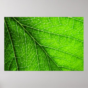 Poster Texture verte de feuille