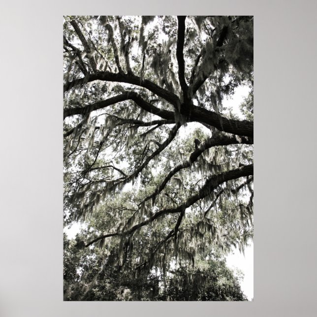 Poster Textures Mossy 1 (Devant)