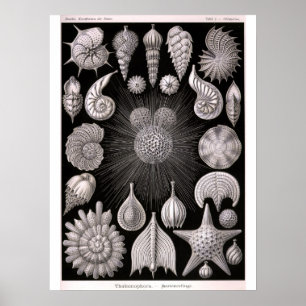 Poster THALAMOPHORA Kammerlinge Protozoa